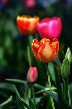 Rode en gele tulpen van Milan Markovic