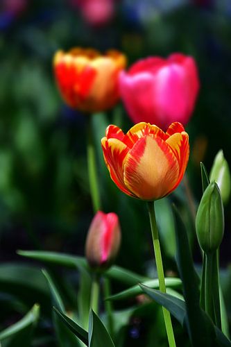 Rode en gele tulpen