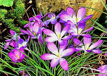 Purple Spring Crocuses