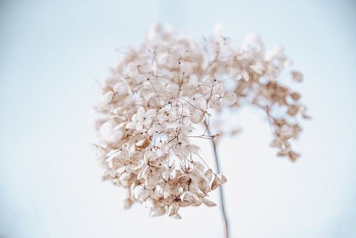 Hydrangea in the snow 5