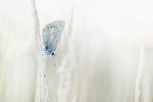 Hochkarätig und heiter, Bild von Blauwtje von Caroline van der Vecht