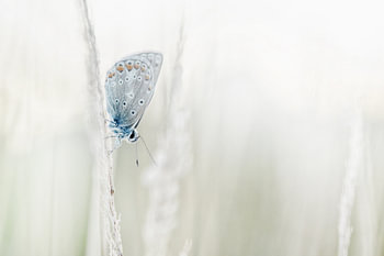 High key and serene, picture of Blauwtje