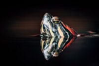 Makroaufnahme einer Schildkröte im Wasser mit Reflexion.