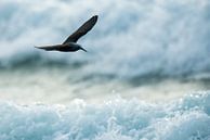Little noddy (Anous tenuirostris) flying over the surf on the Seychelles by Nature in Stock thumbnail