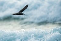 Kleine noddy (Anous tenuirostris) vliegend boven de branding op de Seychellen