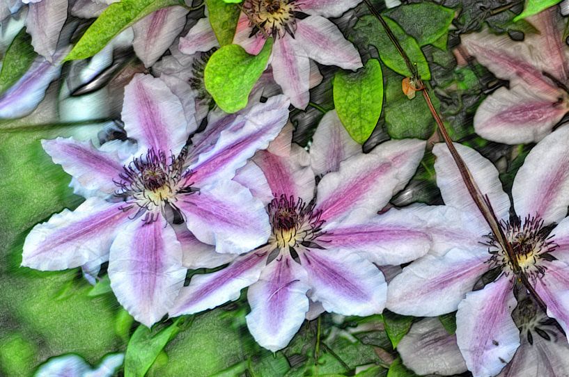 Blütenzeichnung par Edgar Schermaul