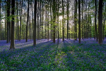 Fresh green and purple in the Haller forest by Menno Schaefer