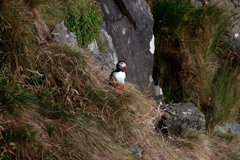 Puffin on Runde by Paul Emons