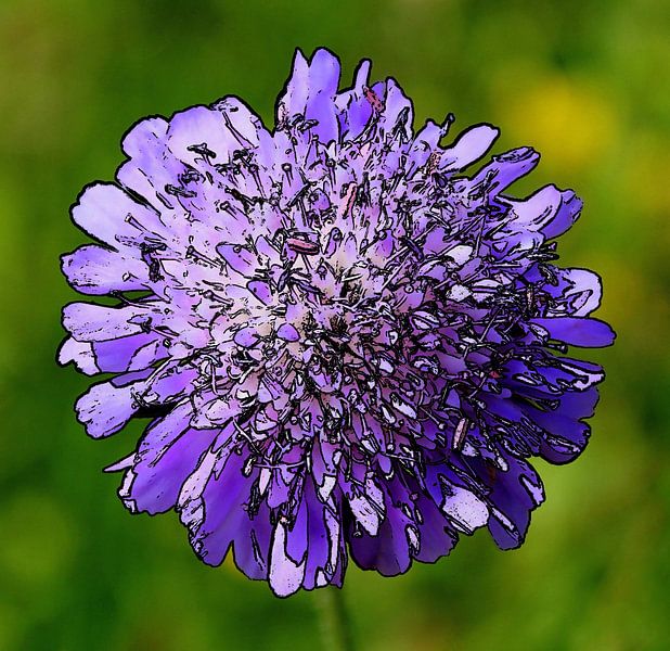 Taubenkraut. von Jose Lok