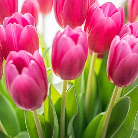 Bright pink tulips in spring. by Christa Stroo photography