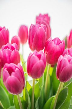 Neon roze tulpen in de lente art print - frisse natuurfotografie.