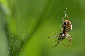 L'araignée et la mouche