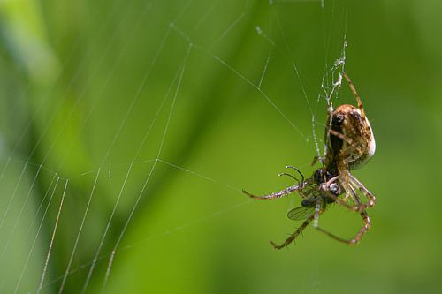 The spider and the fly