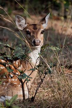 deer head spotted deer or axis axis, by Michael Semenov