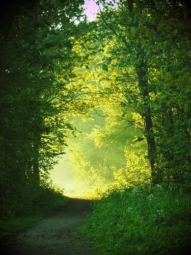 Path to the light