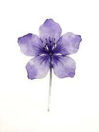 Purple Wildflower – Watercolour and Ink by Kristin M