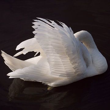 Swan by Evelyn Visschedijk