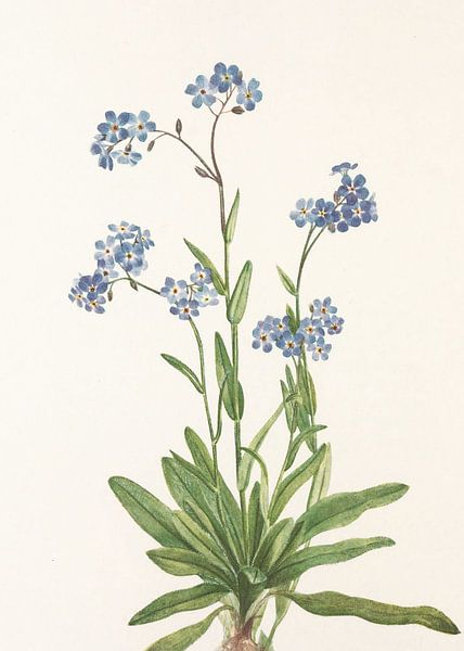 Alpine Forget Me Not From North American Wildflowers (1925) von Mary Vaux Walcott von Pictufy 