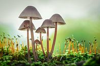 Pilze im Wald von Mark Bolijn Miniaturansicht
