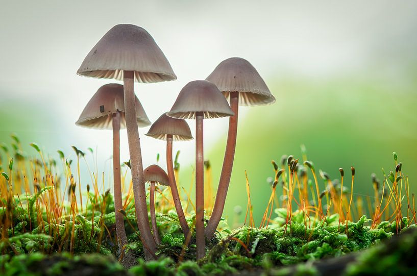 Champignons dans la forêt par Mark Bolijn