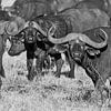 Afrikanische Bisons auf den Grasebenen Kenias in Schwarz und Weiß von 2BHAPPY4EVER photography & art