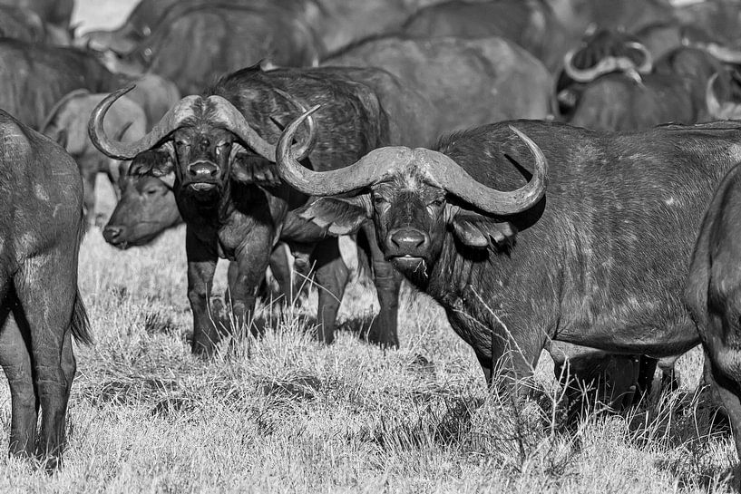 Afrikaanse bizons op de grasvlaktes in Kenia in zwart wit van 2BHAPPY4EVER photography & art