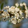 Blossom on the tree by Luci light