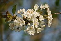 Blossom on the tree
