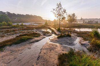 Wanderweg über das Moor in der Brunssumer Heide!
