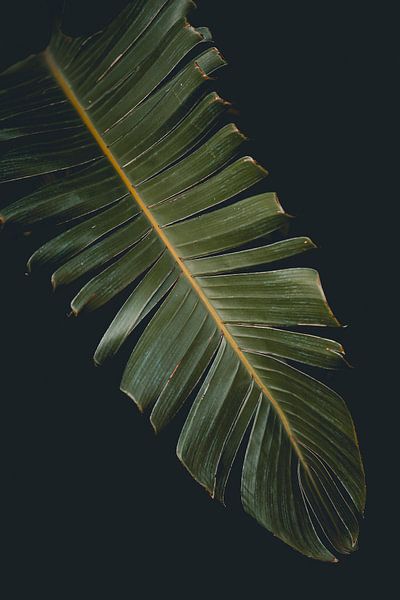 Strelitzia nicolai 2 par Stephanie Pfundt