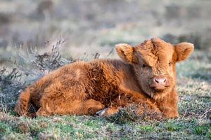 Schottisches Highlander-Kalb