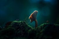 Leuchtender Pilz