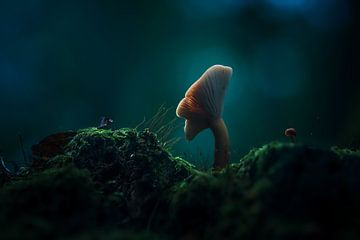Gloeiende paddenstoel
