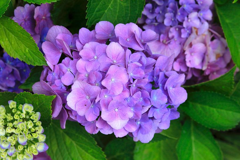 Hydrangeas by Thomas Jäger