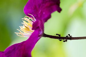 Paarse mieren by Dennis van de Water