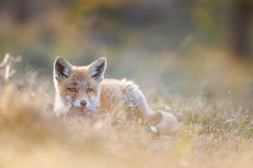 jonge vos van Pim Leijen