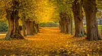 Beautiful autumn van Costas Ganasos thumbnail