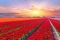 Bloeiende tulpenvelden in een nederlands landschap met zonsondergang