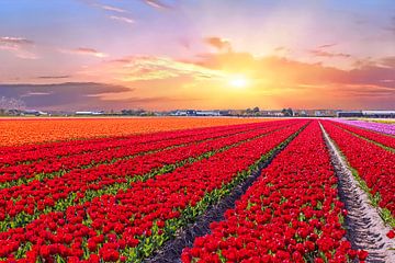 Blossoming tulip fields in a dutch landscape at sunset in the Ne by Eye on You