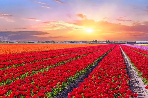 Bloeiende tulpenvelden in een nederlands landschap met zonsondergang