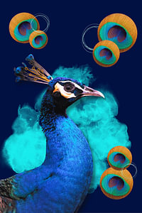 Pfau mit runden Federn