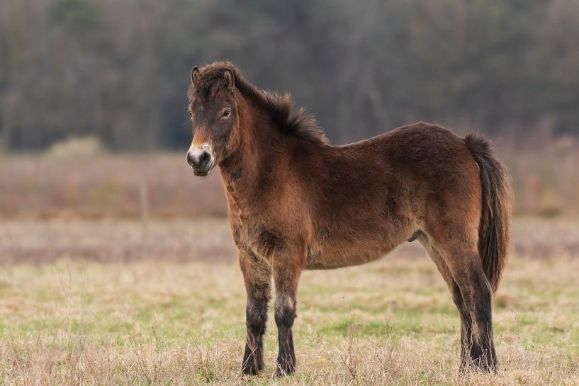 Exmoor Pony in de Maashorst van Merijn Loch
