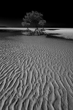 Mangroves van Matthias Karbach