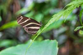 The Zebra Butterfly by Merijn Loch