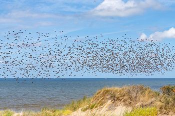 Zwerm vogels boven Noordzee