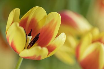 Tulipes | jaune et orange sur Marianne Twijnstra