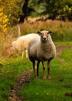 Sheep
