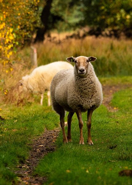 Schaap van eric joosten