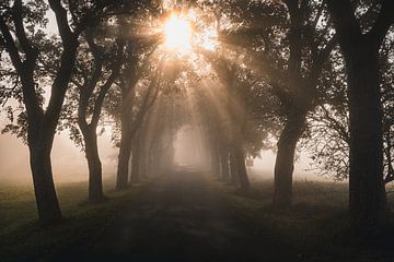 Allée d'arbres le matin avec brouillard et lever de soleil. Île de Rügen, Mecklembourg-Poméranie occidentale, Allemagne