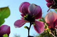 Bloem aan de Tulpenboom 2.4 von Marian Klerx Miniaturansicht